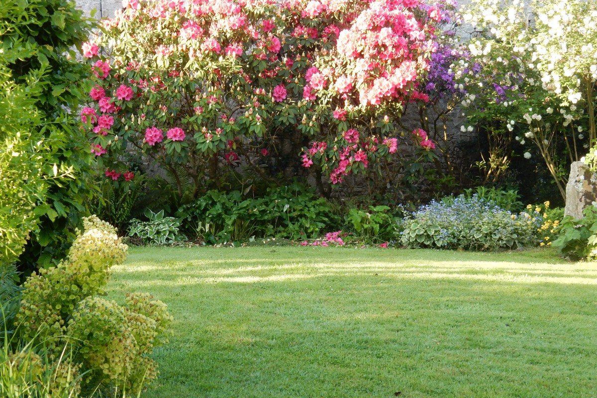 Rhododendrons and Euphorbias