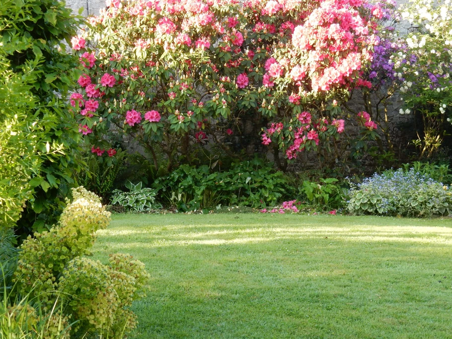 Rhododendrons and Euphorbias