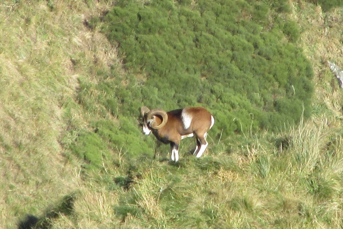 Mouflon