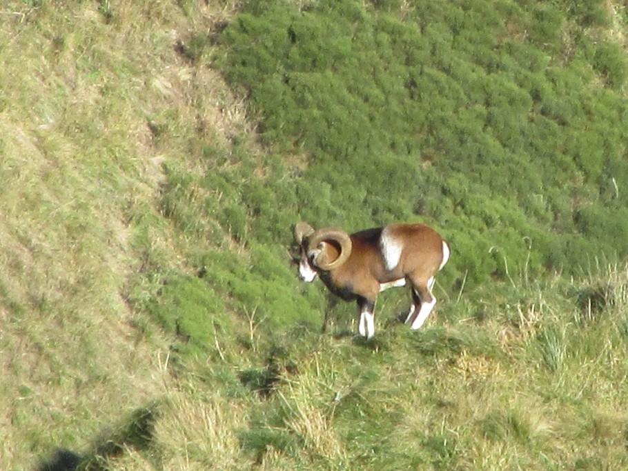 Mouflon