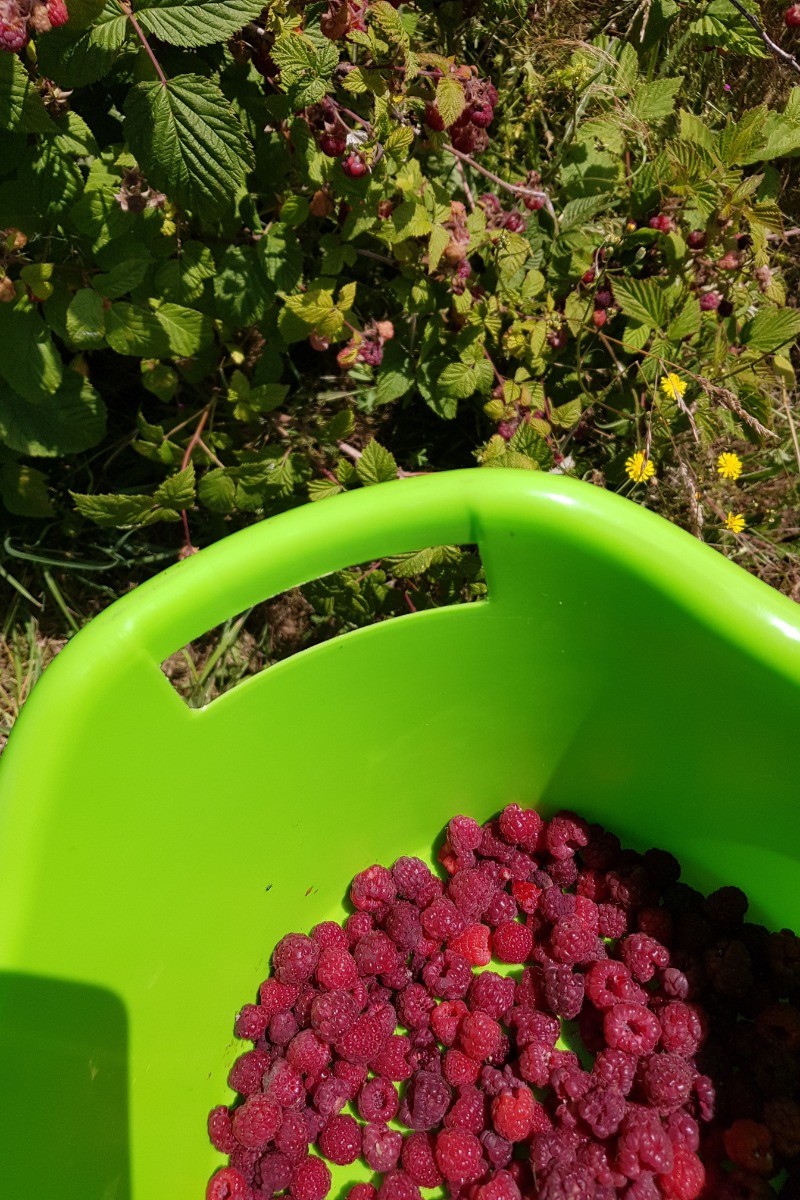 le temps des framboises