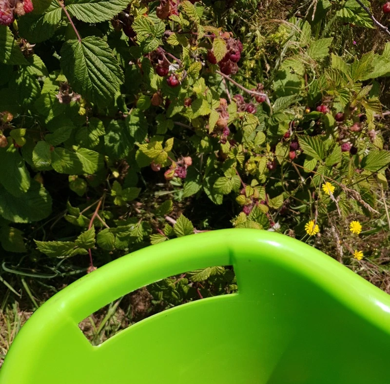 le temps des framboises