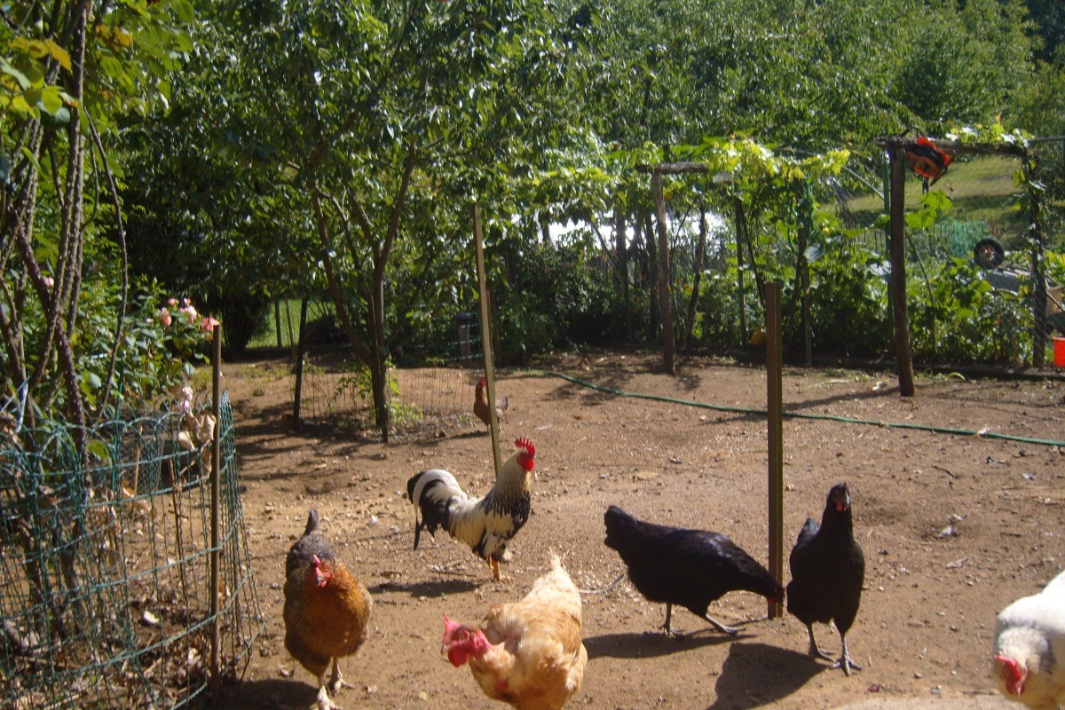 Animaux Maisons
