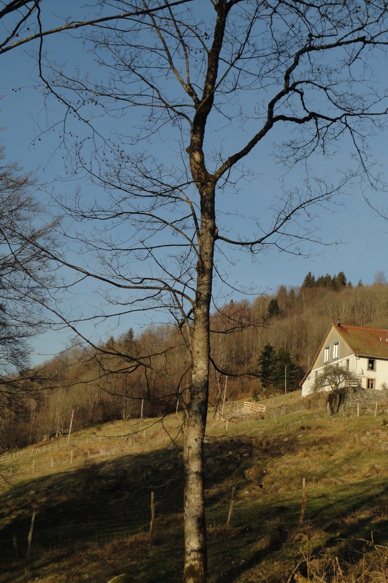 Vue sur la ferme - Chambre d'hôtes Point Mousse à la ferme sous les Hiez à Cornimont