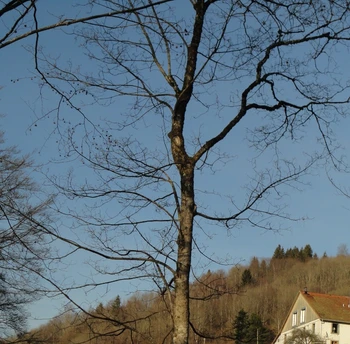 Vue sur la ferme - Chambre d'hôtes Point Mousse à la ferme sous les Hiez à Cornimont