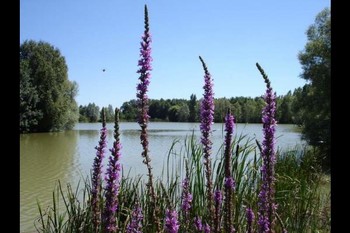 Photo n° 19 de la location