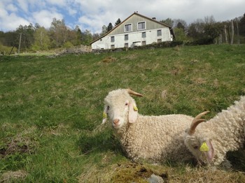 Chambre d'hôtes Point Mousse à la ferme sous les Hiez à Cornimont