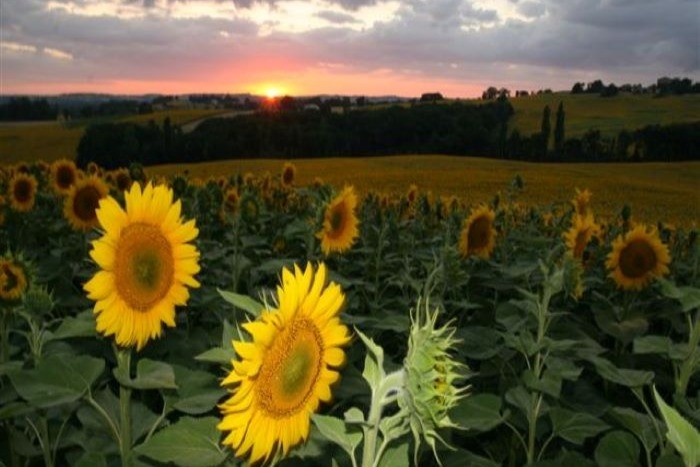 Maison d'hôtes Le Hour - Tournesols