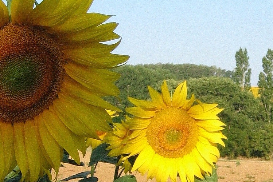 Vue sur des tournesols