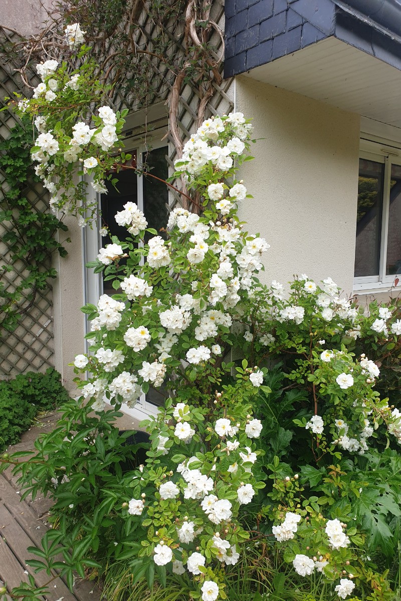 Entrée de la maison en mai