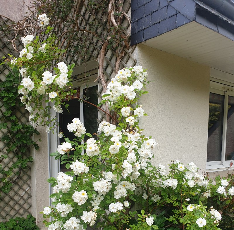 Entrée de la maison en mai