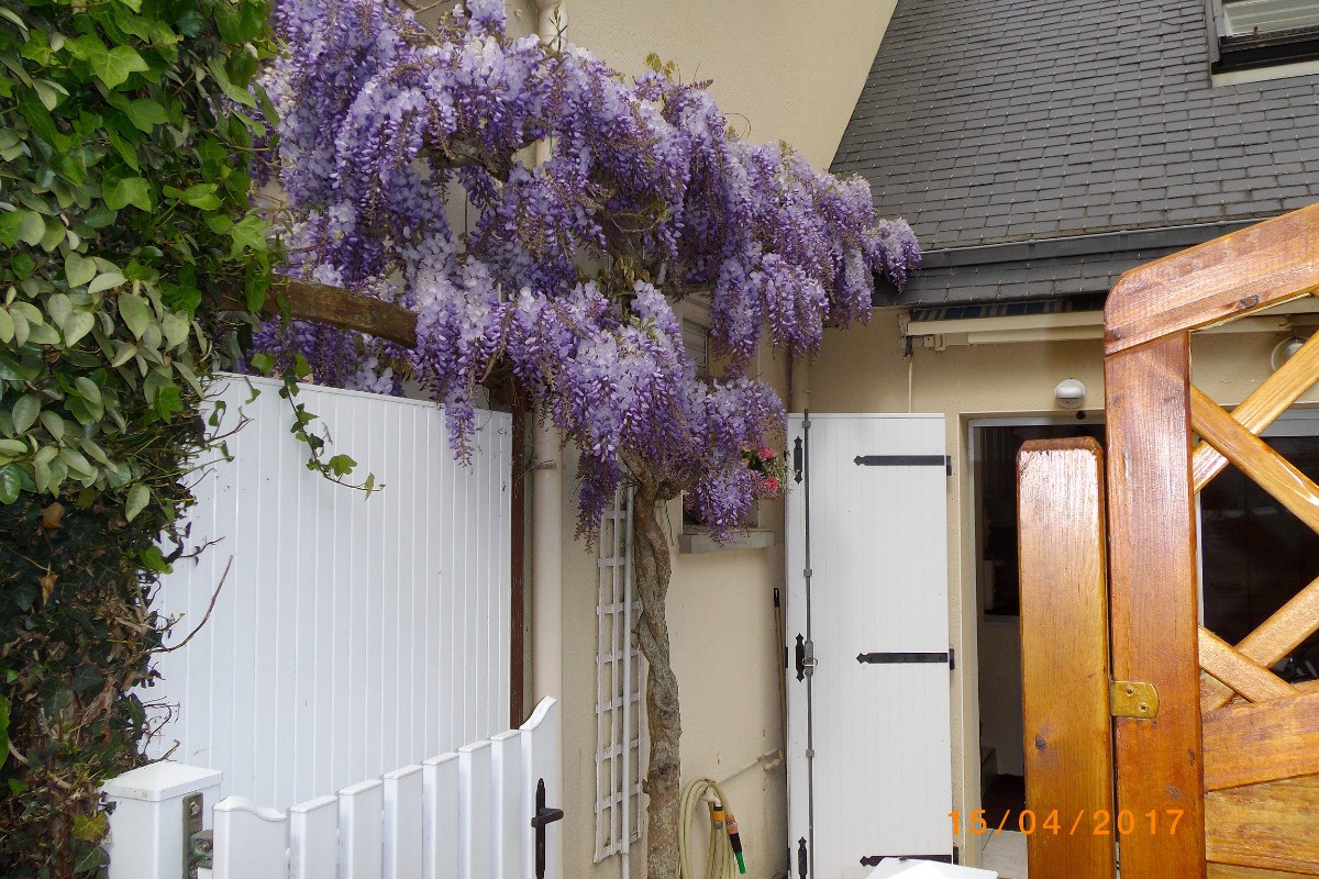 La glycine en fleurs