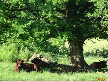Les jolies vaches salers de notre exploitation AB!