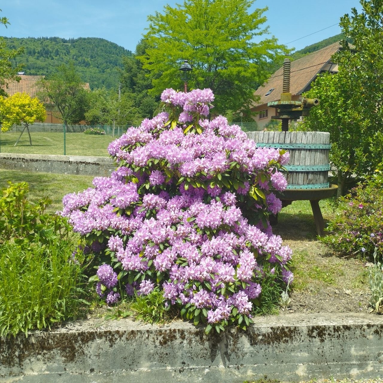 Flower bed...