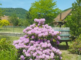Flower bed...