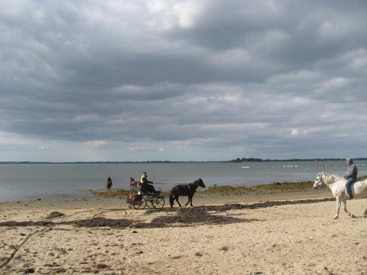 chevaux au bord du golfe
