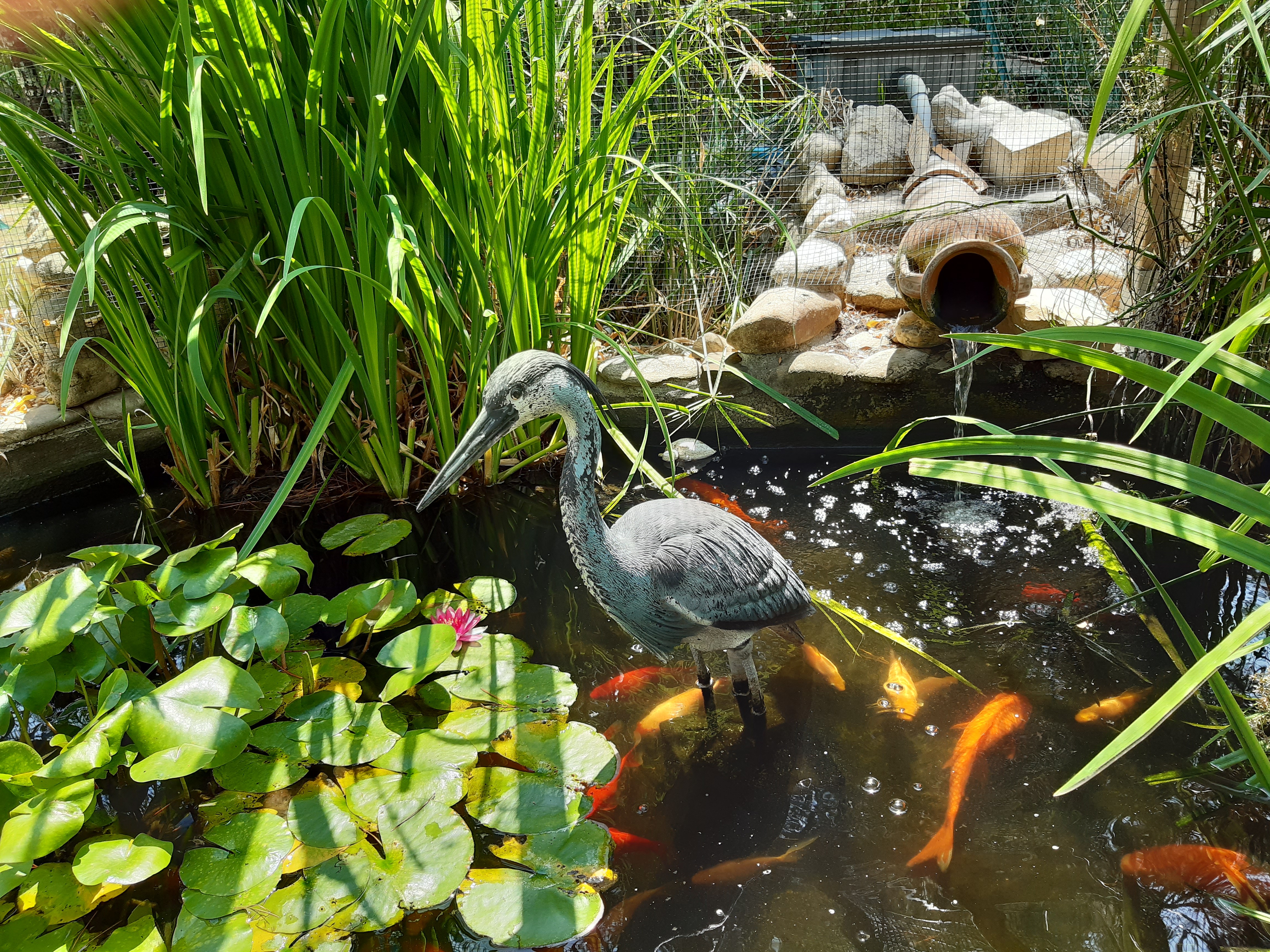 bassin poisson