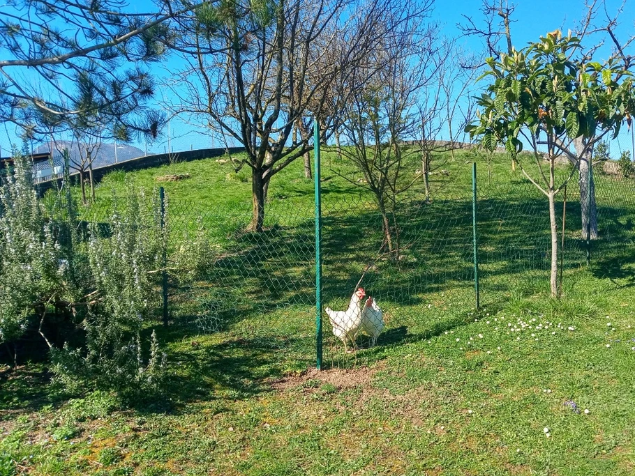 Le verger et les 2 poules