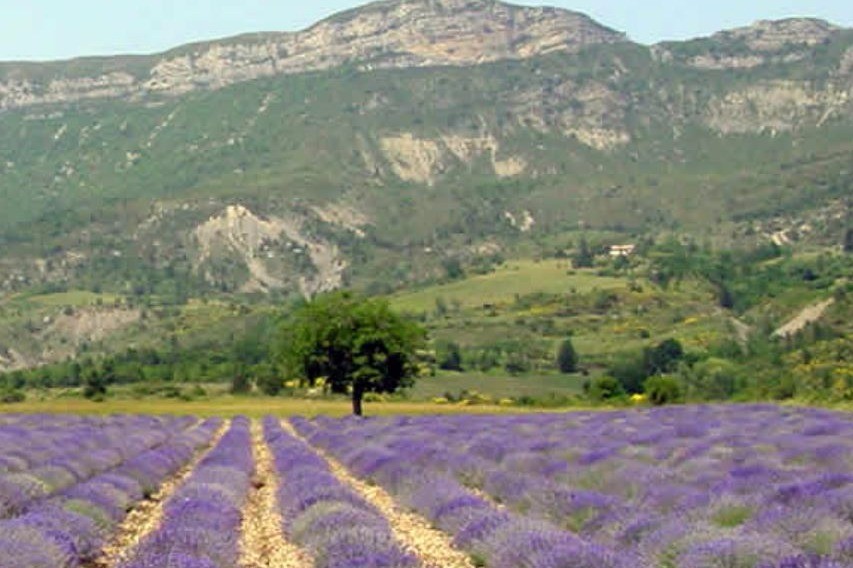 Paysage en juin