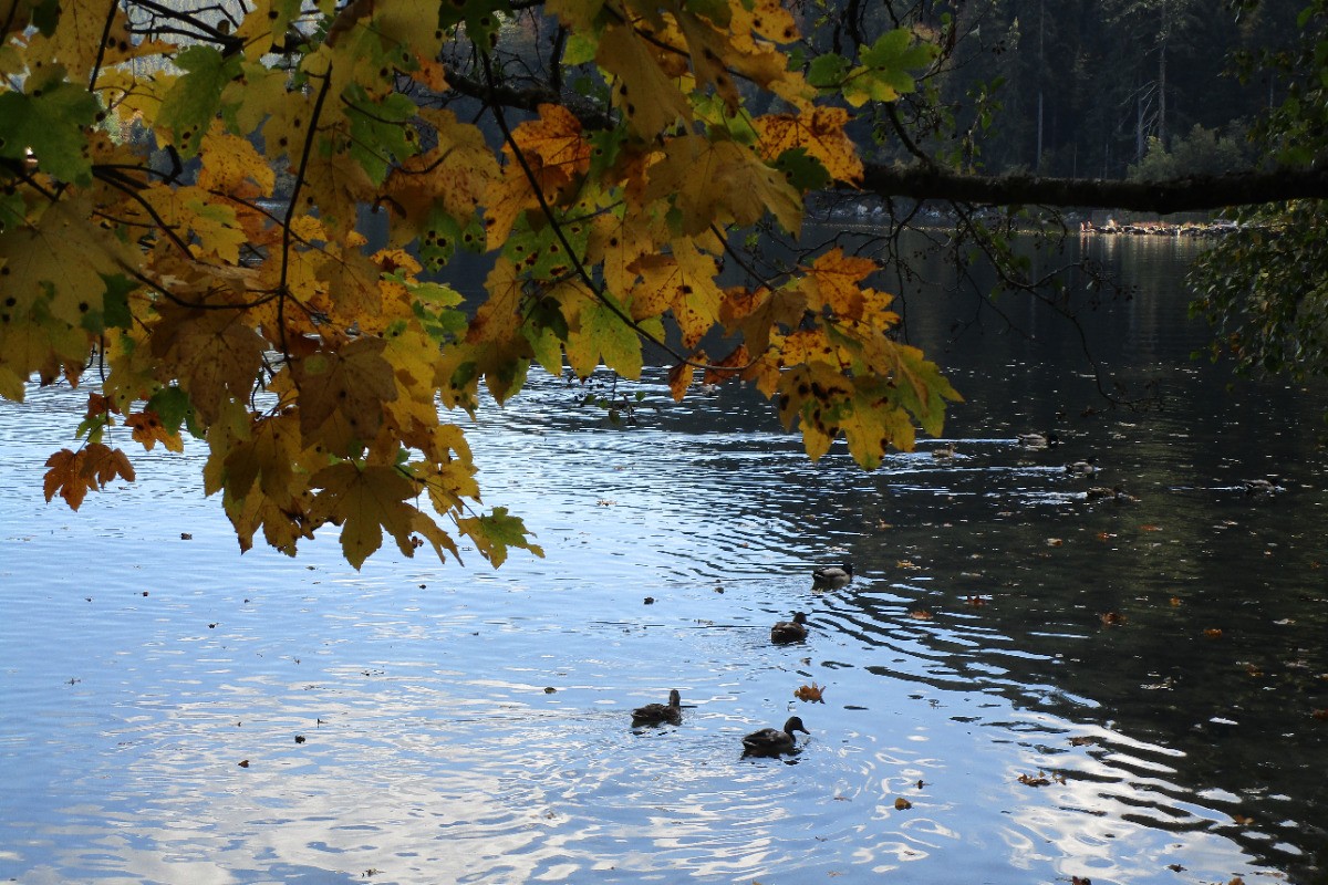 L'automne sur le lac de Gérardmer - Appartement "Blanc Bois" à Gérardmer