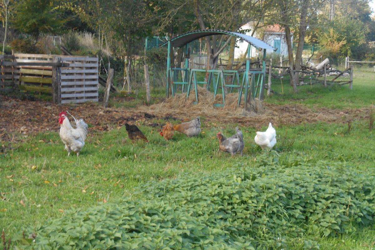 les poules en balade