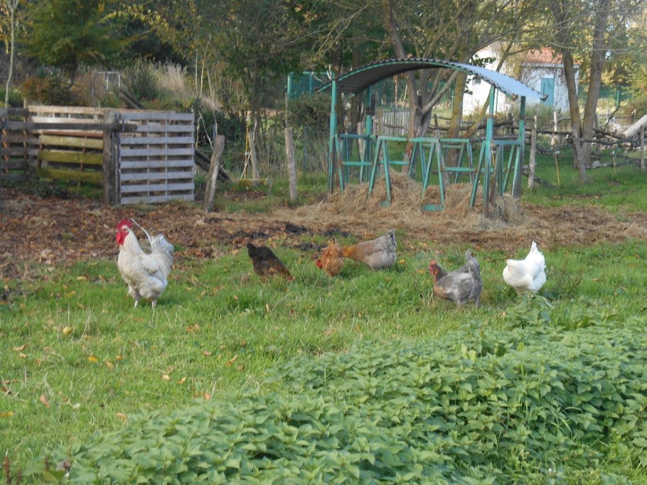 les poules en balade