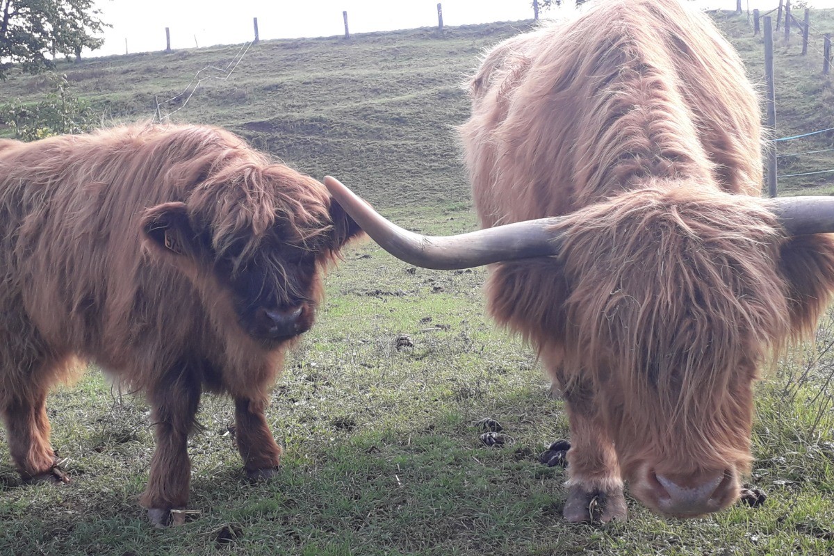 Nos Highlanders