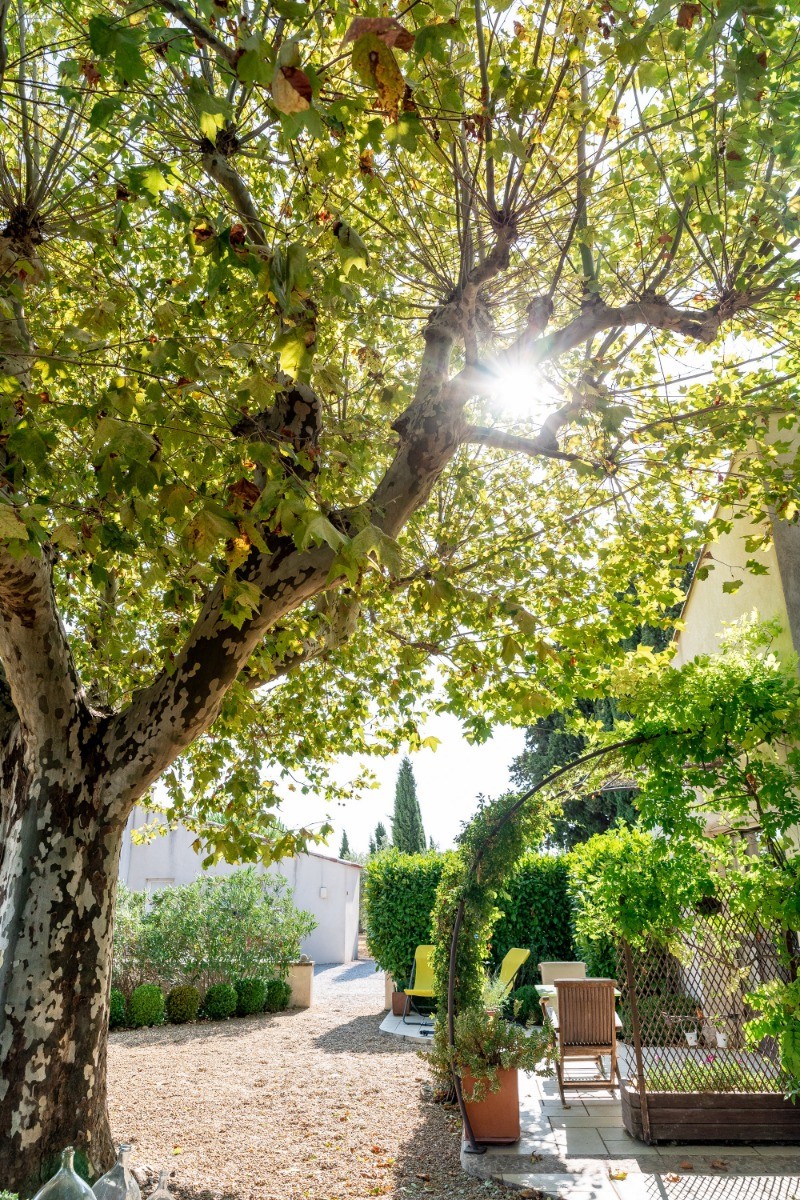 Terrasse et cour avec platane