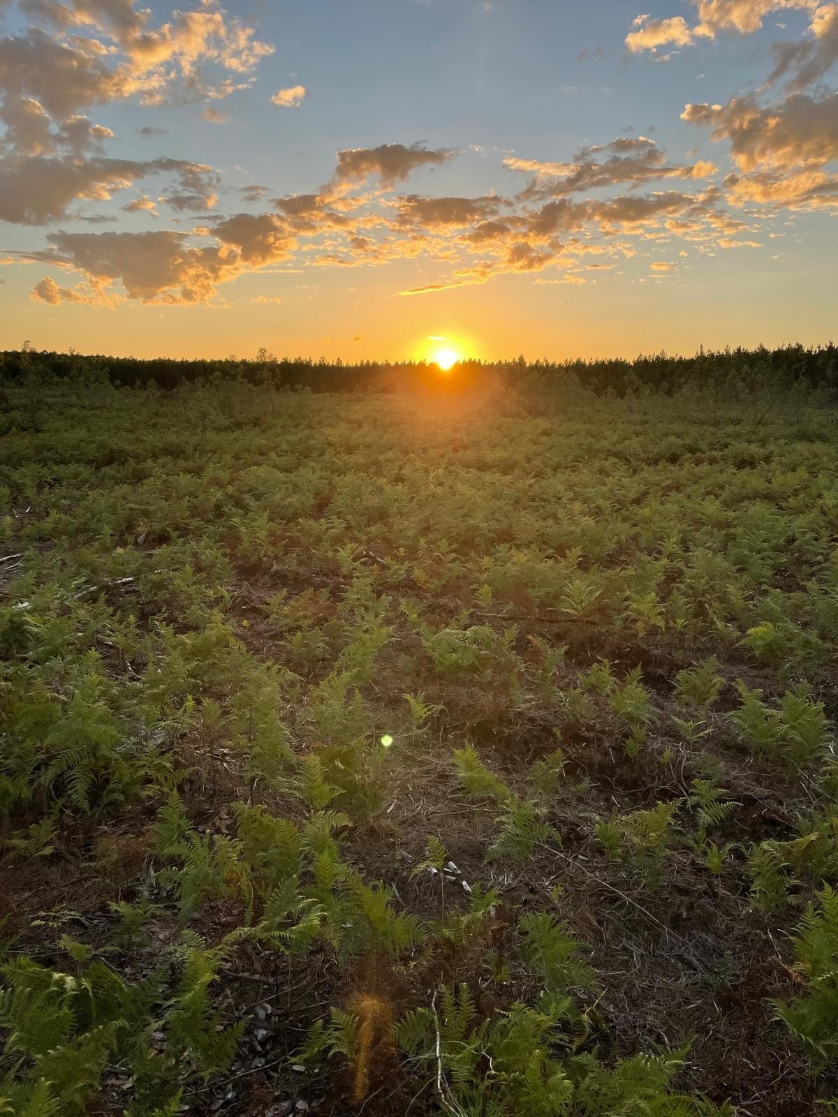 Gîte d'Hybère -  Forêt