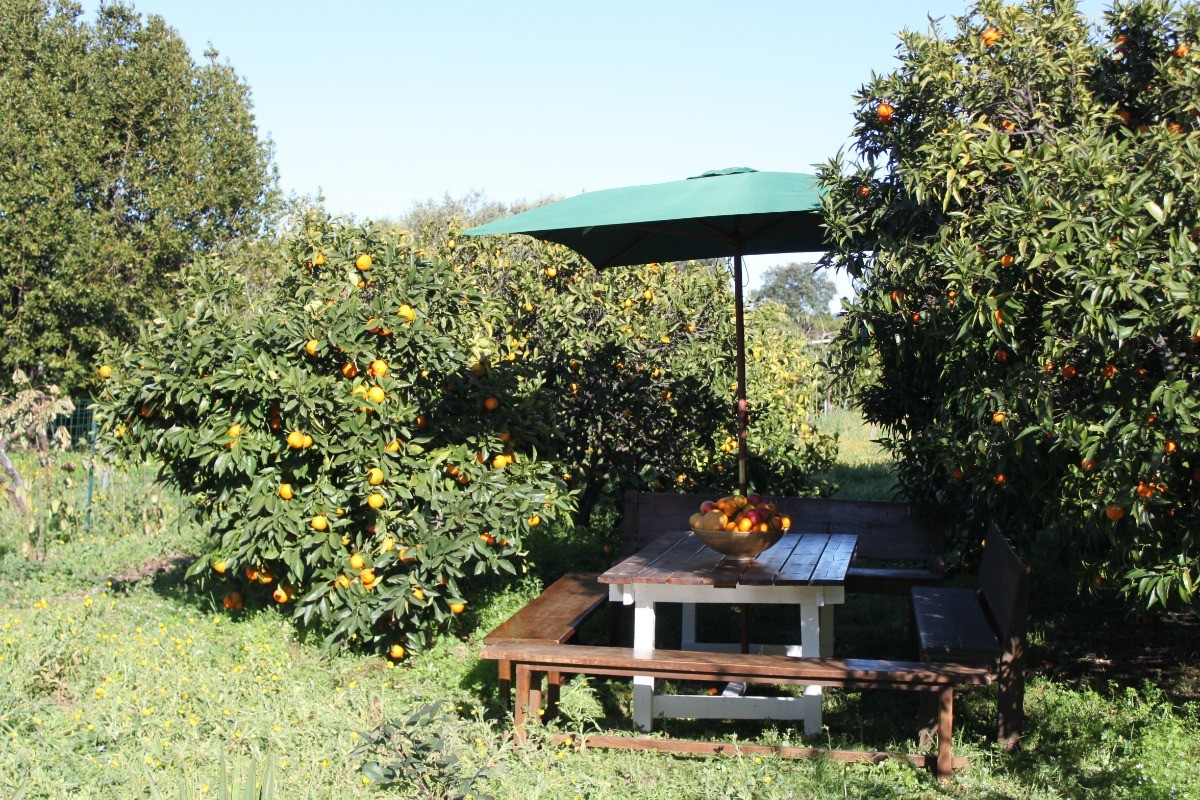 Oranges et clémentines