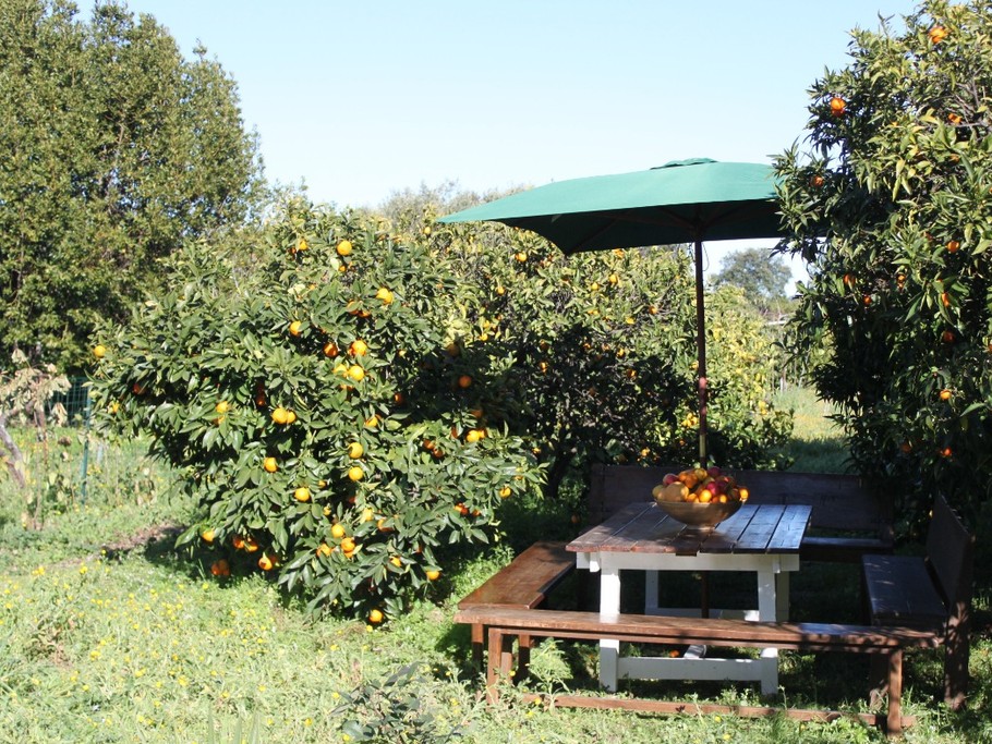 Oranges et clémentines