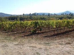 Au milieu des vignes, Gîte Campagne Chasteuil (Var, Provence)