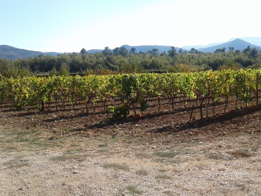 Au milieu des vignes, Gîte Campagne Chasteuil (Var, Provence)