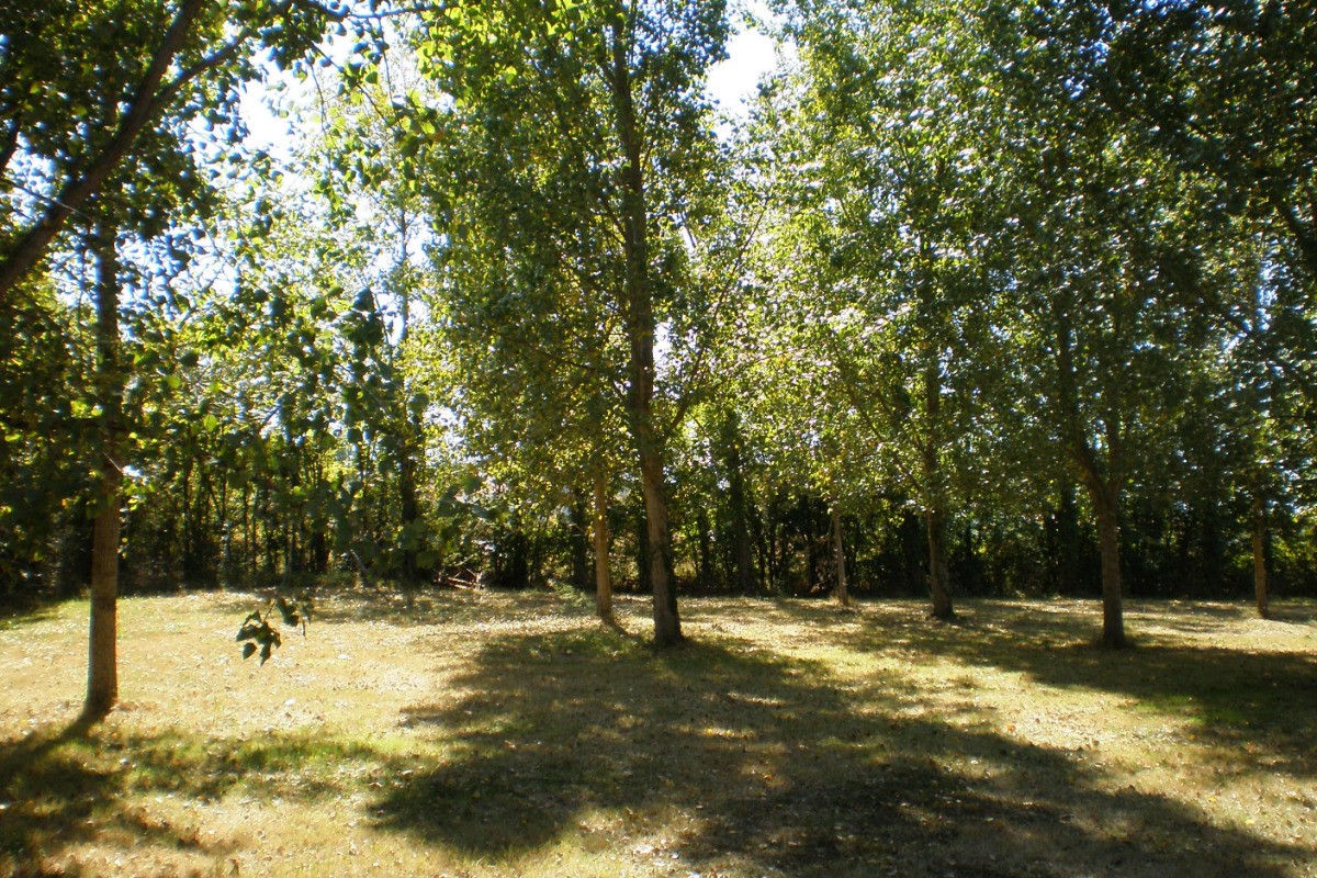 Grand terrain arboré