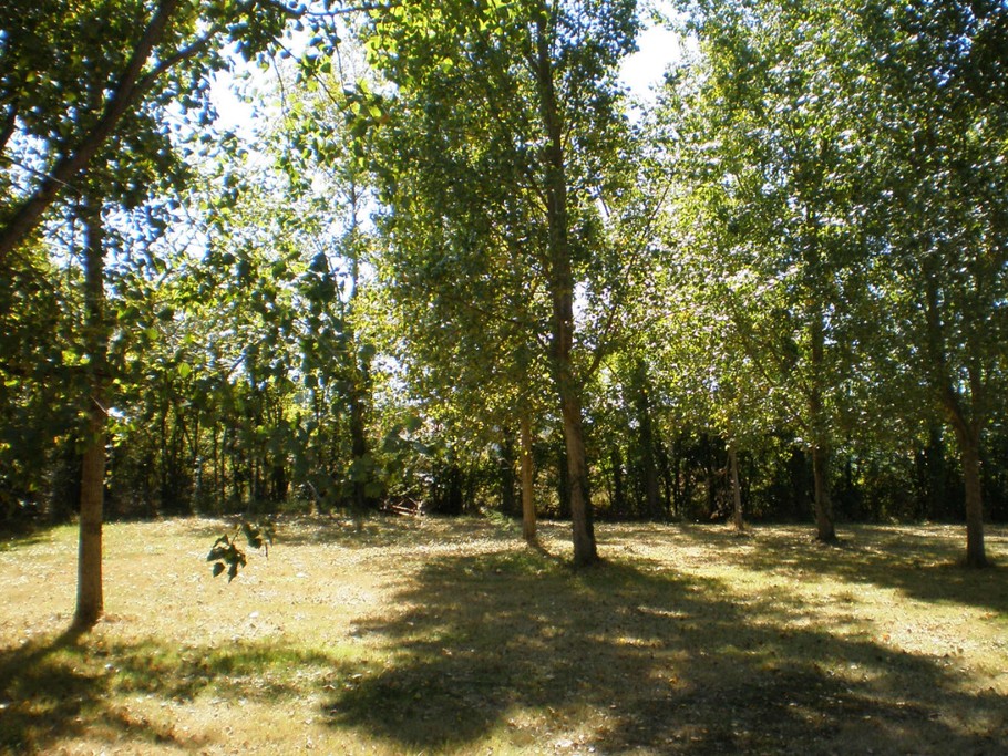 Grand terrain arboré