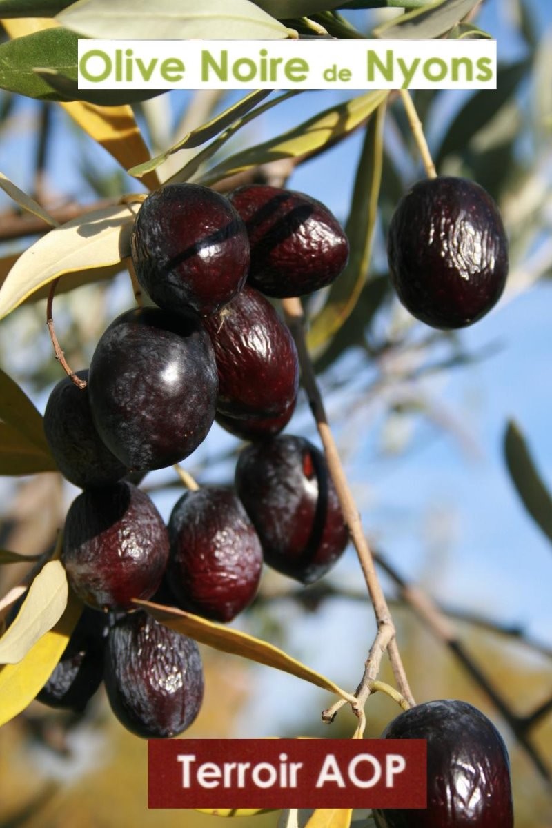 NOTRE OLIVE AOP NYONS "Tanche" et son HUILE