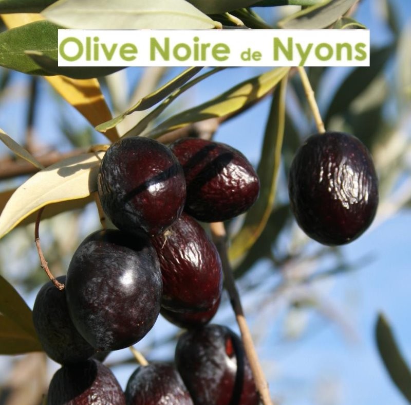 NOTRE OLIVE AOP NYONS "Tanche" et son HUILE