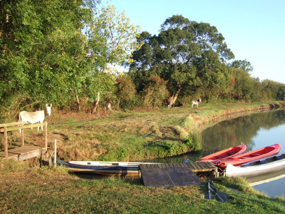 Les ânes de la ferme
