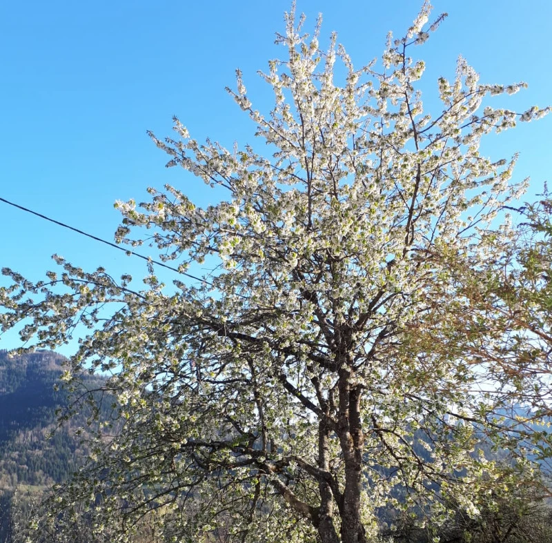 Notre cerisier en fleurs