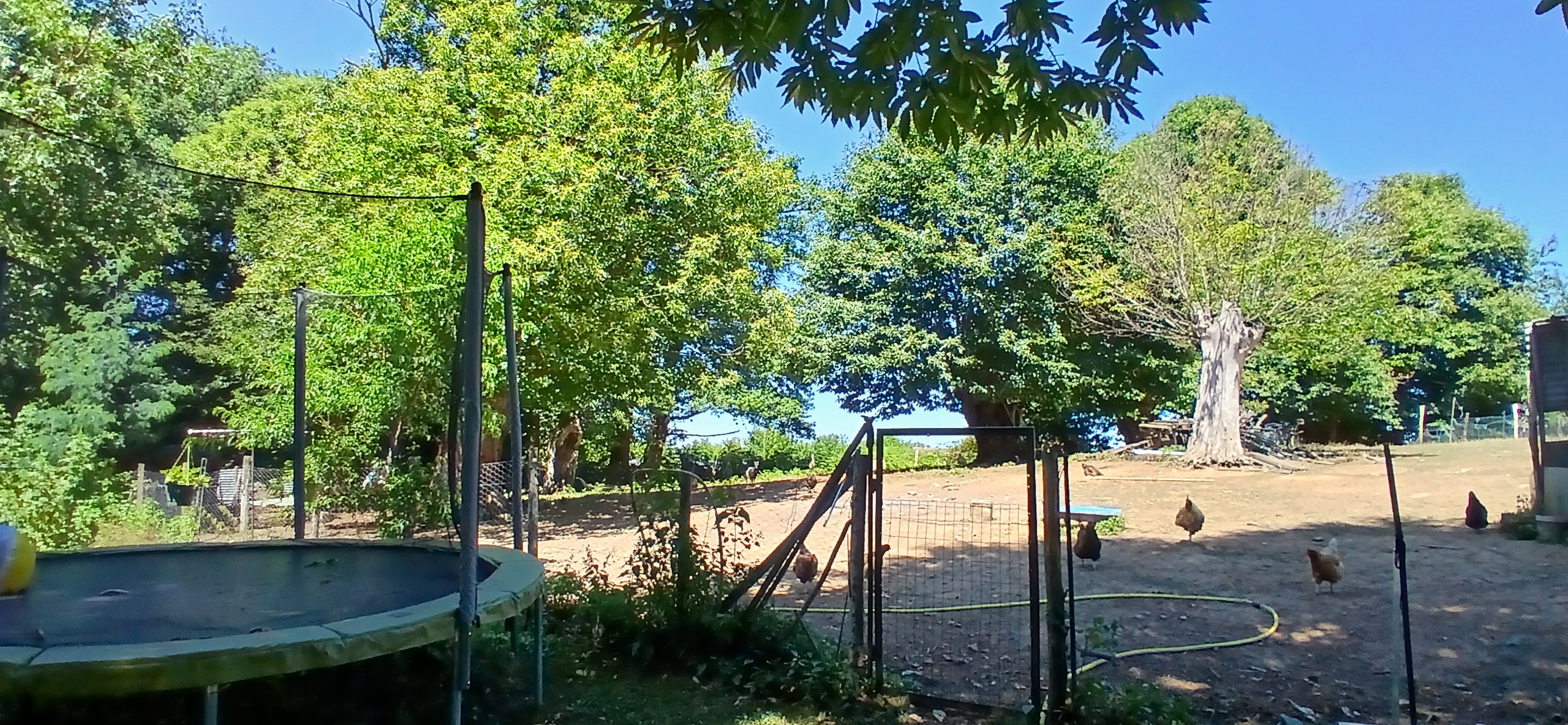 Chambre d'hôtes Floromel - La Souterraine, Creuse : nos poules !