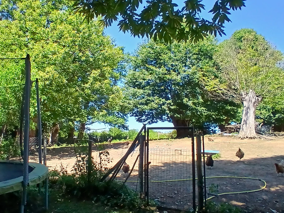 Chambre d'hôtes Floromel - La Souterraine, Creuse : nos poules !