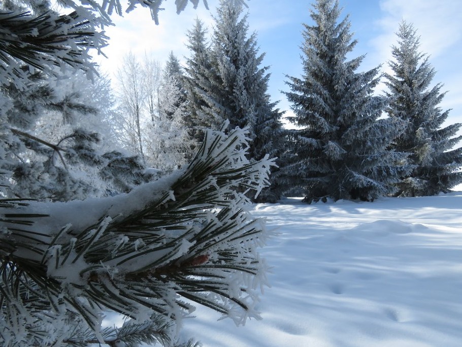 Le parc en hiver