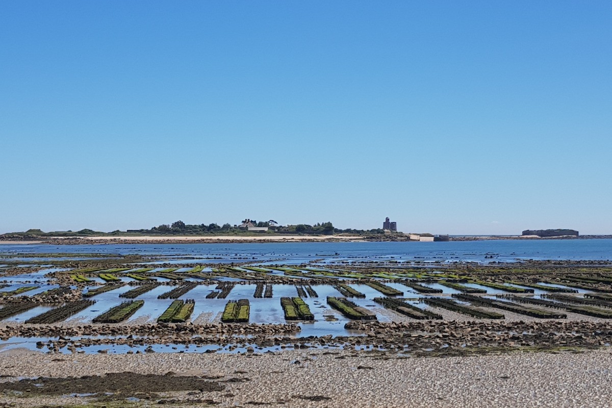 St Vaast La Hougue - Parc à huitres