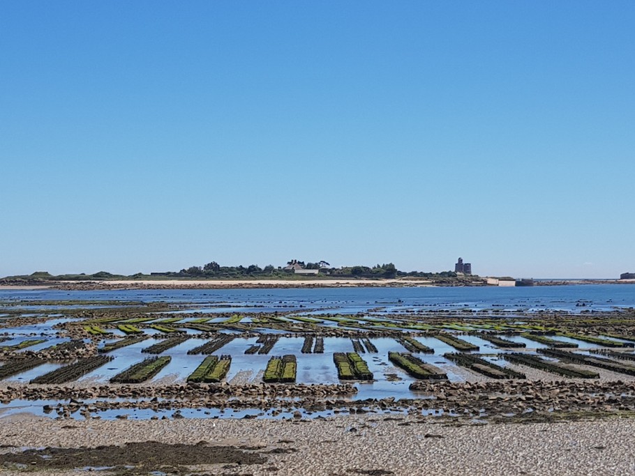 St Vaast La Hougue - Parc à huitres