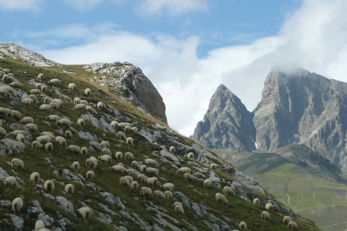 moutons au col du Pourtalet sur fond d'Ossau