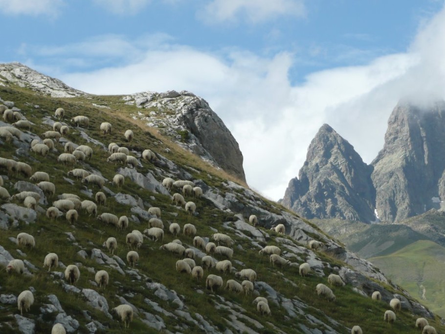 moutons au col du Pourtalet sur fond d'Ossau