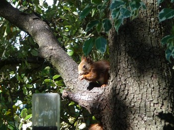 un visiteur quotidien