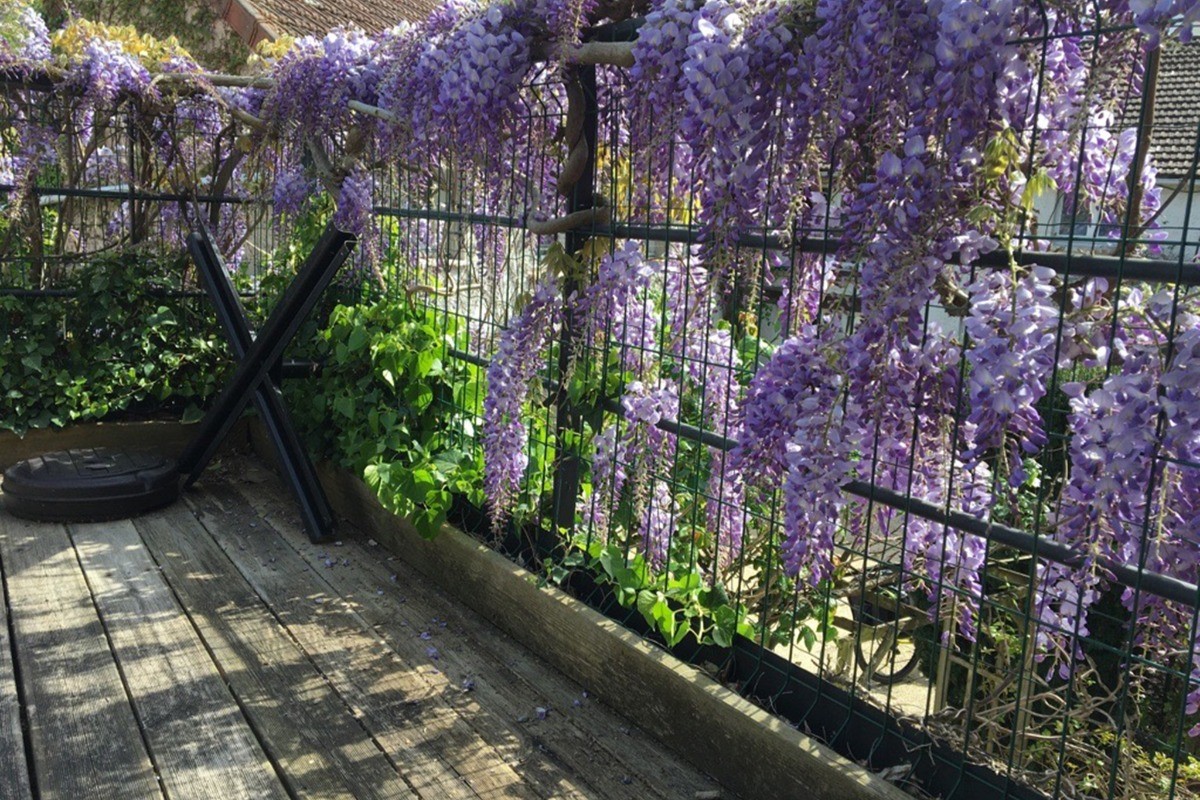 La Glycine du gîte Nymphéas