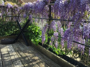 La Glycine du gîte Nymphéas