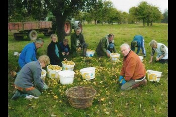 Le verger: ramassage des pommes